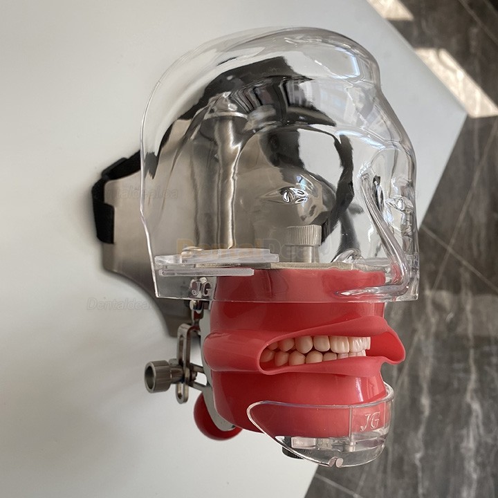 Jingle C6-3 Dental Phantom Manikin Head Compatible with Nissin Kilgore